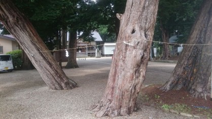 意冨比神社イチイの木