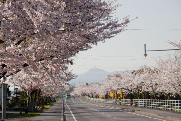 清川の千本桜