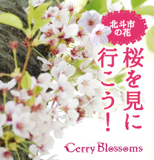 北斗市の花-桜を見に行こう!
