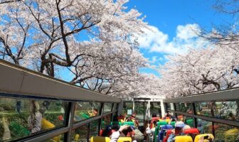 【Bus Tour】Hokuto Cherry Blossom Corridor – Day & Night Cruising Tours
